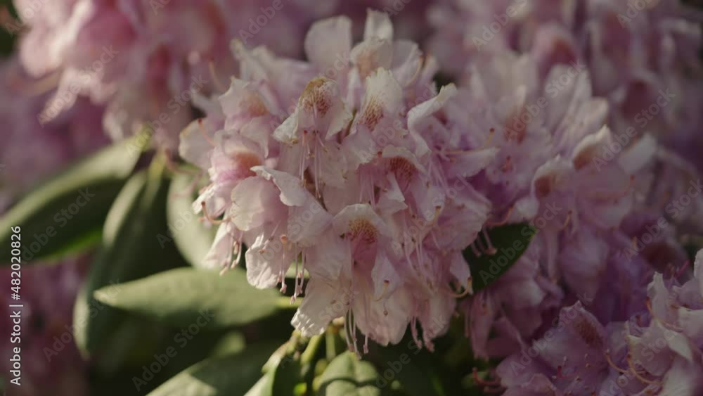 Slow motion pink azalea flowers in a garden Slow motion pink azalea flowers in a garden