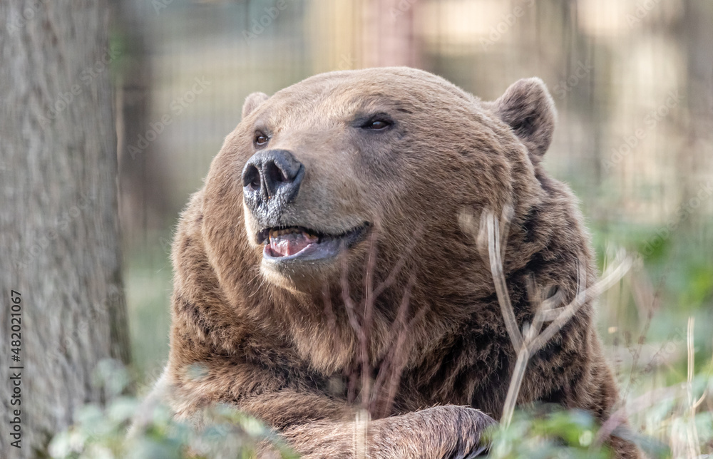 Obraz premium brown bear portrait