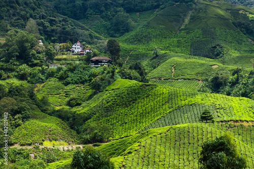 Hills covered with tea plantations