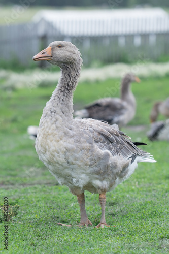 Gray beautiful geese in a pasture in the countryside walk on the green grass. Livestock farm birds. Animal breeding.