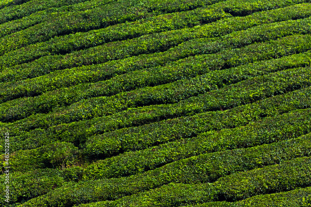 Tea plantation on malaysian highland