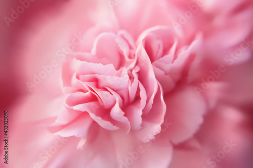 Abstract pink floral background, soft focus. Coral petals, close-up, selective focus.