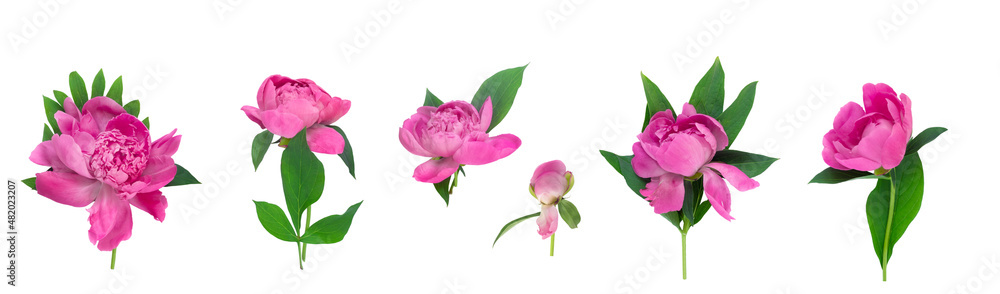 Fototapeta premium Peony flower set isolated on white background. Set flower. Postcard for congratulations or invitations.