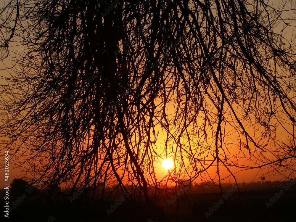 Leaves and branches of an old big tree silhouette at sunset Leaves and branches of an old big tree silhouette at sunset