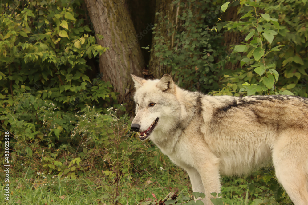 Fototapeta premium In Front of the Trees