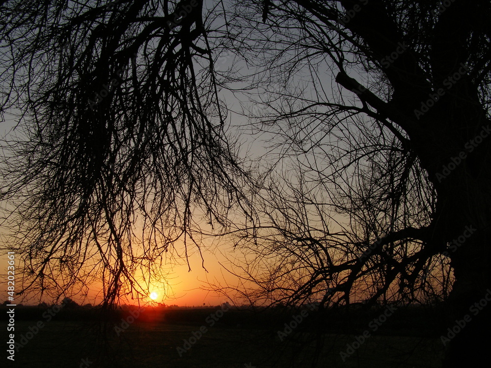 Naklejka premium Leaves and branches of an old big tree silhouette at sunset