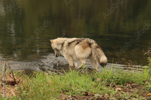 In the Lake