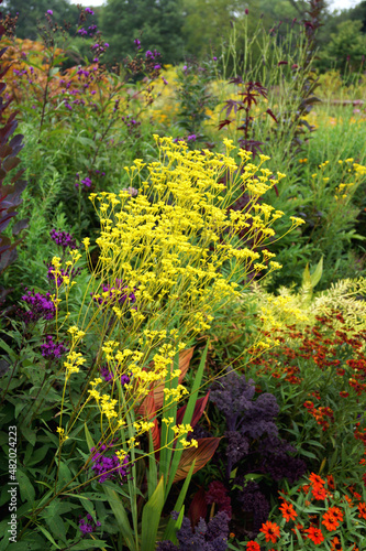 Vertical image of the bright yellow flowers of perennial golden lace (Patrinia scabiosifolia), also known as golden valerian, in a garden setting