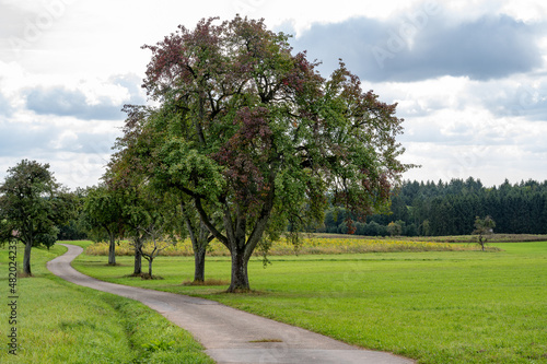 Feldweg mit Steuobstbäumen © Thomas Kottal
