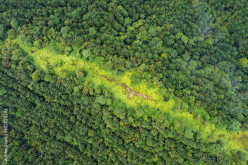 Aerial view of Palm Oil Plantation