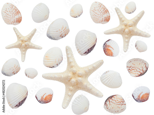 seashells, starfish on a white isolated background view from the top