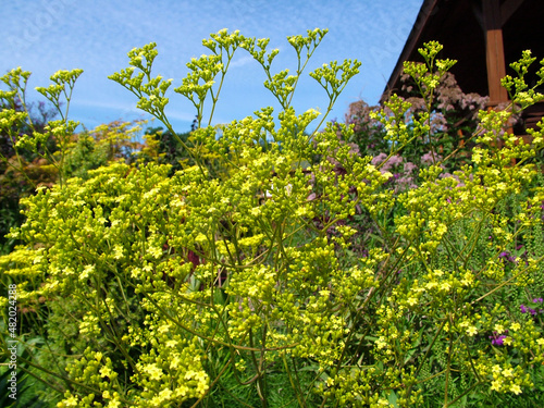 Horizontal image of the bright yellow flowers of perennial golden lace (Patrinia scabiosifolia), also known as golden valerian