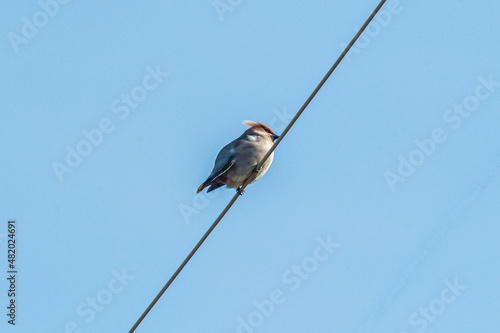 A waxwing sitting on an electrical wire. Against the background of the blue sky, the view from below and behind. High quality photo