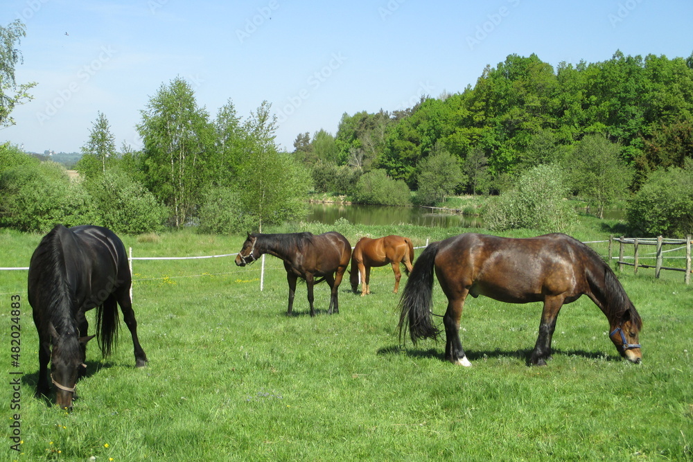 happy horses in the field grazing
happy horses in the field grazing