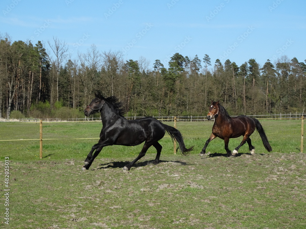 black horse and bay horse
black horse and bay horse