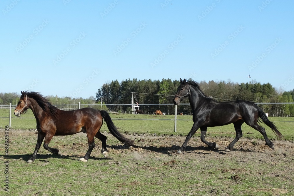 black horse and bay horse
