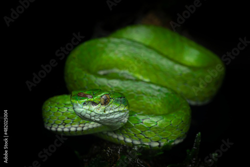 Professional portrait of large-scaled pit viper from Munnar, Kerala, India with a black background with diffused lighting and no glare