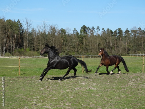 black horse and bay horse 