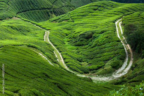 Curved road through the tea plantation valley