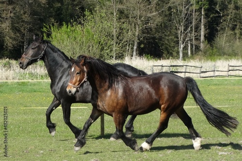 black horse and bay horse 