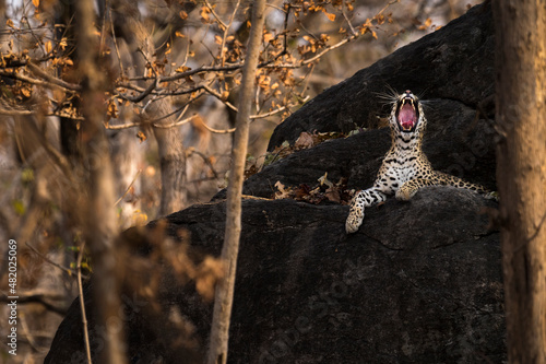A leopard yawns while sitting on top of a rock on a summer afternoon at Pench National Park showing the insides of it's mouth photo
