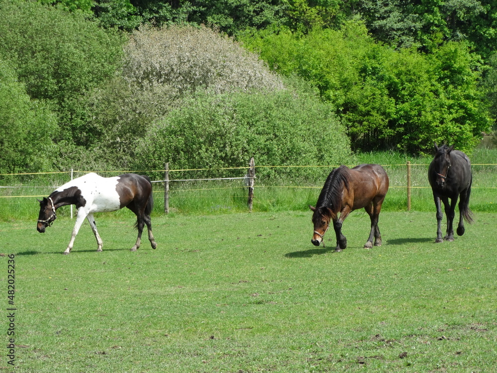 happy horses in the field grazing
