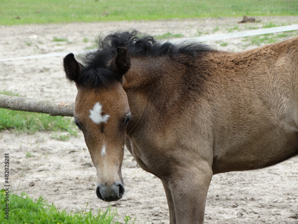 Obraz premium little foal, young horse