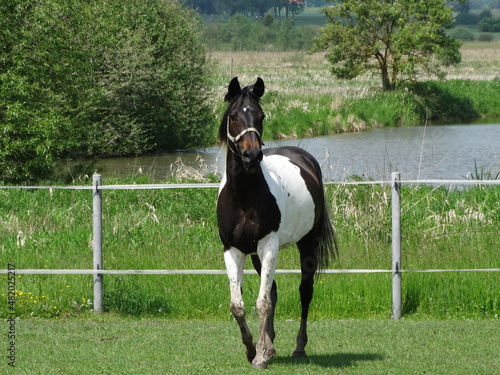 black and white horse in the field