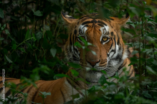A tigress looking through vegetation at Pilibhit tiger reserve, Uttar Pradesh photo