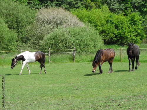 happy horses in the field grazing 