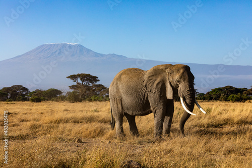KENYA - AUGUST 16, 2018: Elephant in Amboseli National Park