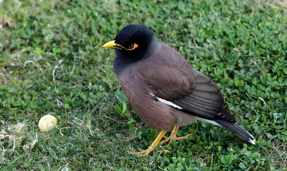 The common myna close up photo. Cute little bird with yellow beak. Birds of Middle East. 