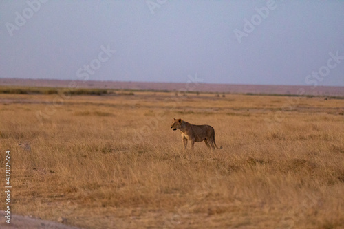 KENYA - AUGUST 16, 2018: Lion in Amboseli National Park