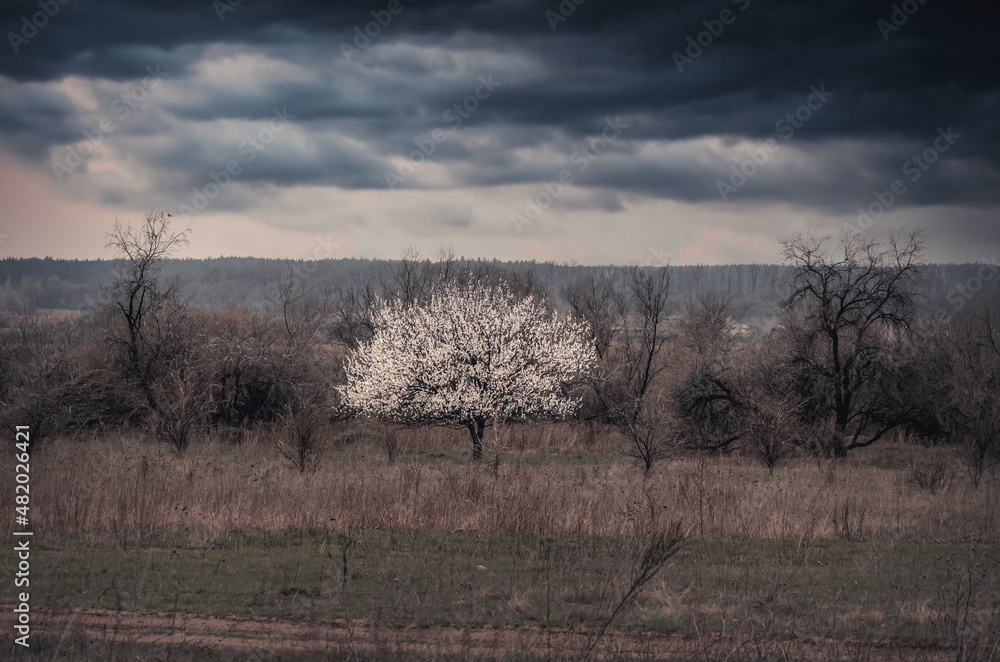 Blooming apricot in a field among old trees. Blooming apricot in a field among old trees.
