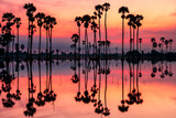 Silhouette sugar palm in amazing twilight sky
