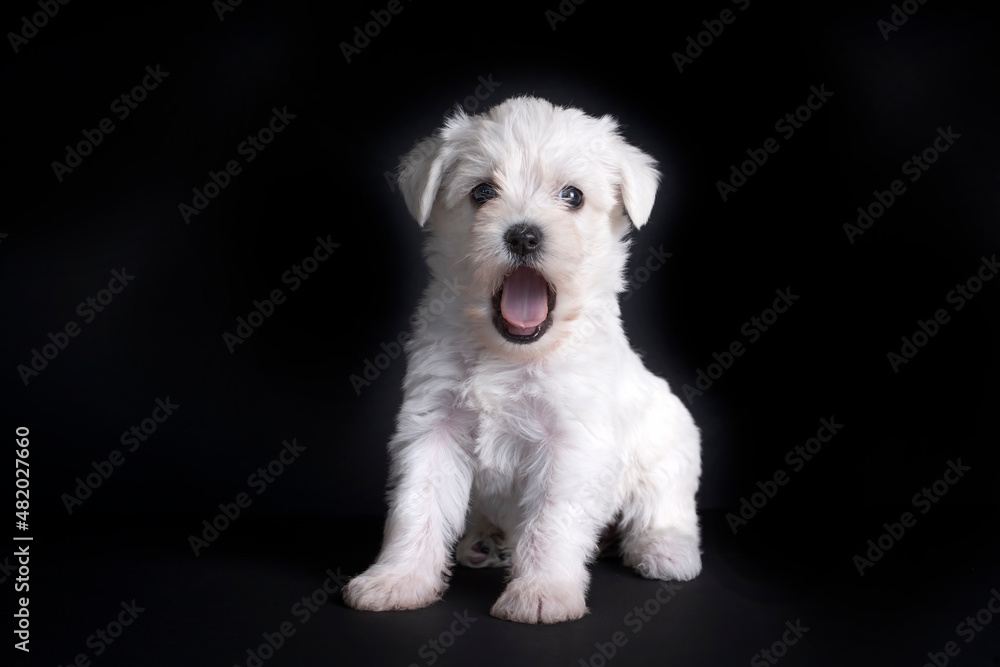 Very cute maltese terrier puppy dog Very cute maltese terrier puppy dog