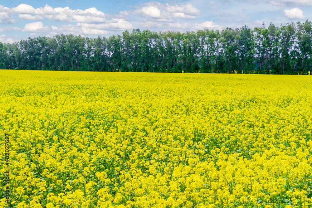 Oilseed rape field.