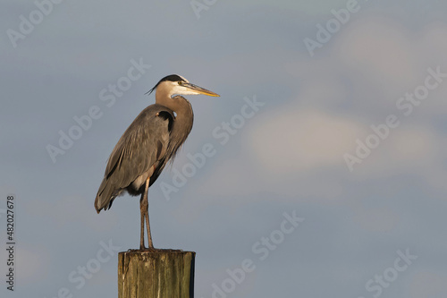 Great Blue Heron perched on a post at Lake Okeechobee, Florida. photo