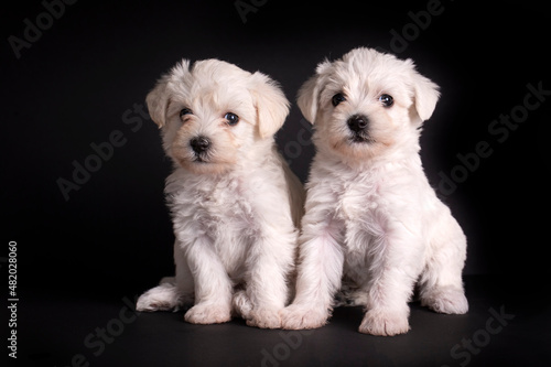 Very cute maltese terrier p...