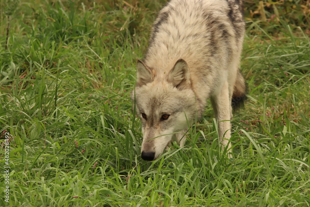 Sneaky Wolf
Sneaky Wolf