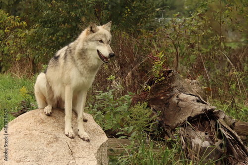 Sitting on a Rock
