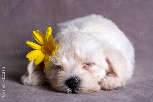 Very cute maltese terrier p...