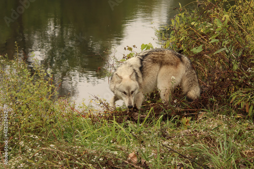 Sneaking Near the Water
