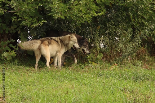Sneaking Together
