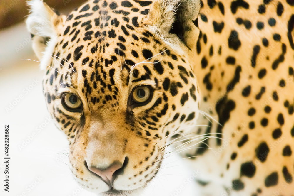 Obraz premium Leopard pantera padus kotiya in the rock