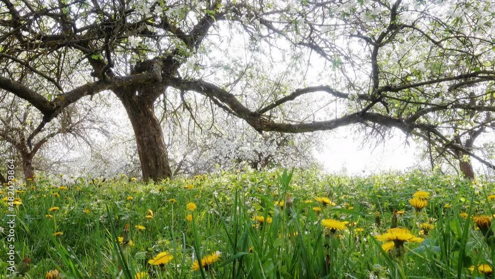 Idyllic view of garden with blooming apple trees on a sunny day.