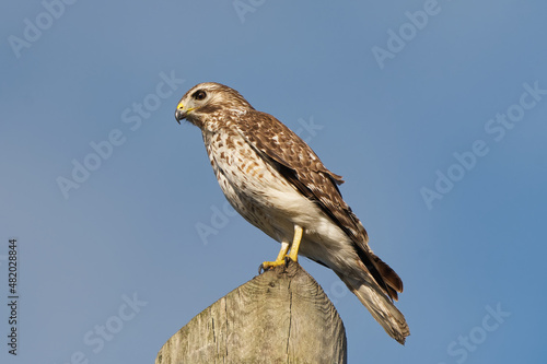 Immature Red-shouldered Hawk perched on post at STA 5, Clewiston, Florida. © Leena