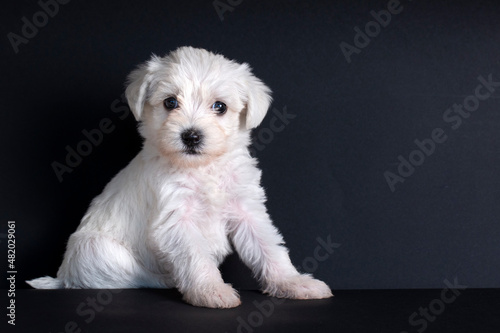 Very cute maltese terrier p...