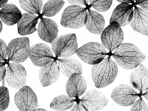 dry flowers hydrangea close up in the detail isolated on a white background