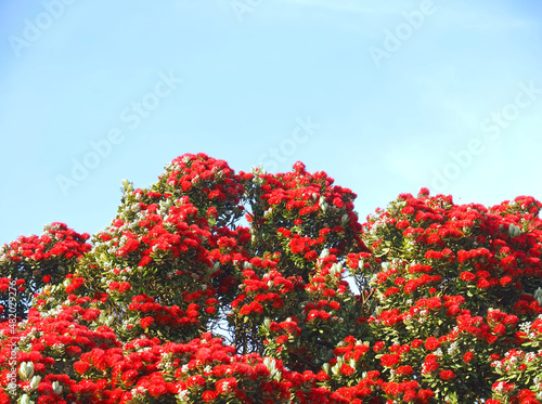 Red blooming Metrosideros excelsa New Zealand christmas tree photo